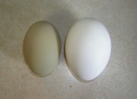 11380_egg_comparison.jpg