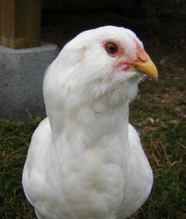 11380_polly_a_few_months.jpg