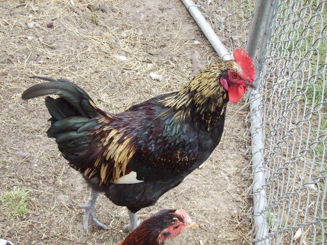 11395_chickens_001.jpg