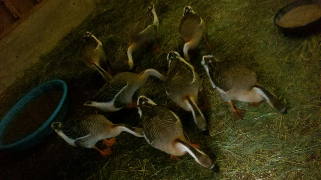 113991_geese_12-23_two.jpg