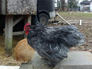 11413_hpim0944.jpg