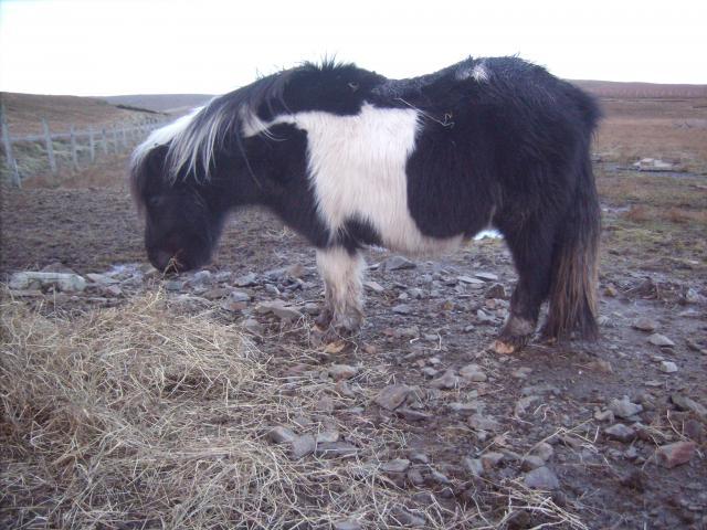 114499_clivocast_roxi_3.jpg