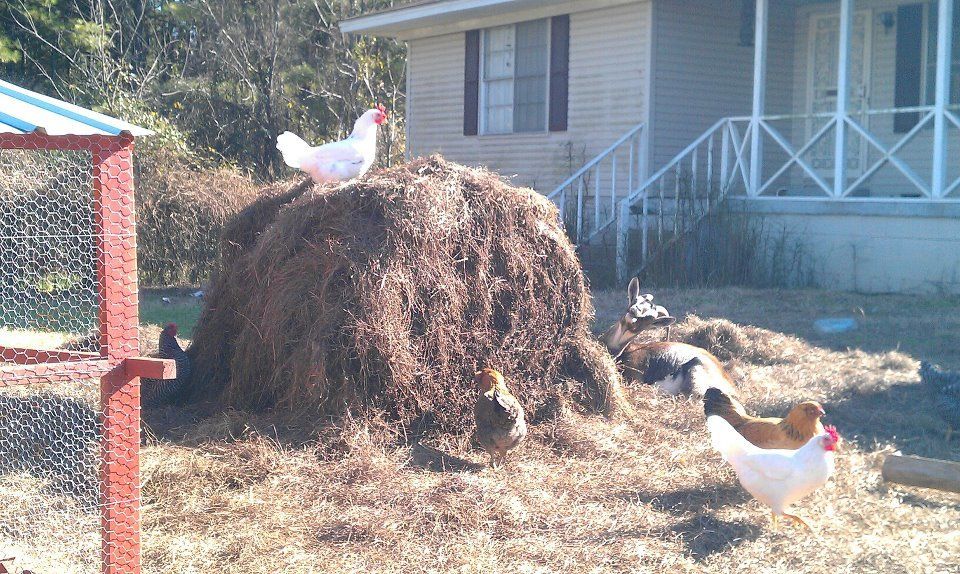 114529_chickens_goat_hay12-28-2011.jpg