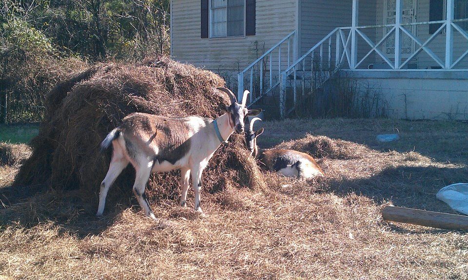 114529_goats12-28-2011.jpg