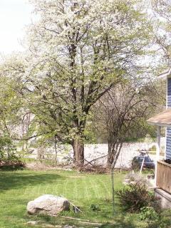 11459_10233_cherry_tree_2.jpg