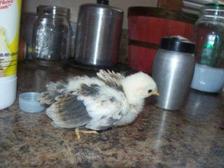 11459_111_4012_chick.jpg