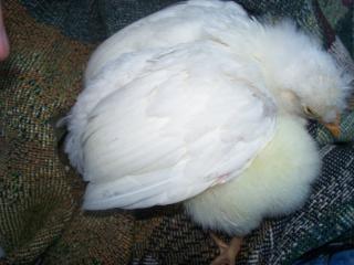 11459_good_momma.jpg