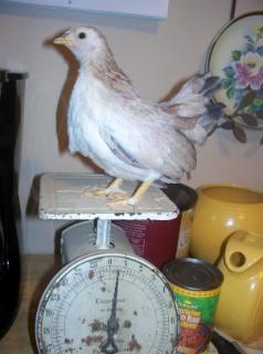 11459_pullet_scale.jpg