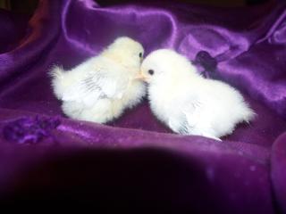 11459_serama_chicks.jpg