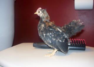 11459_serama_cockerel.jpg