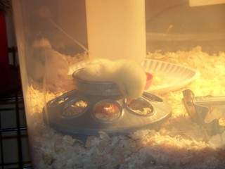 11459_sleepyhead.jpg