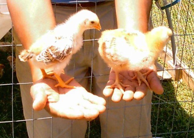 11460_yellochix4.jpg