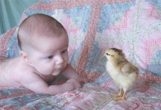 11471_chickmagnet.jpg