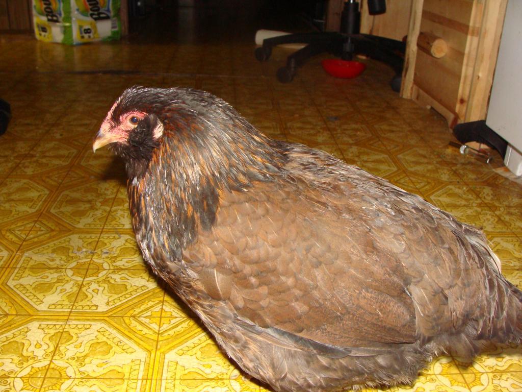 114729_chickens_003.jpg