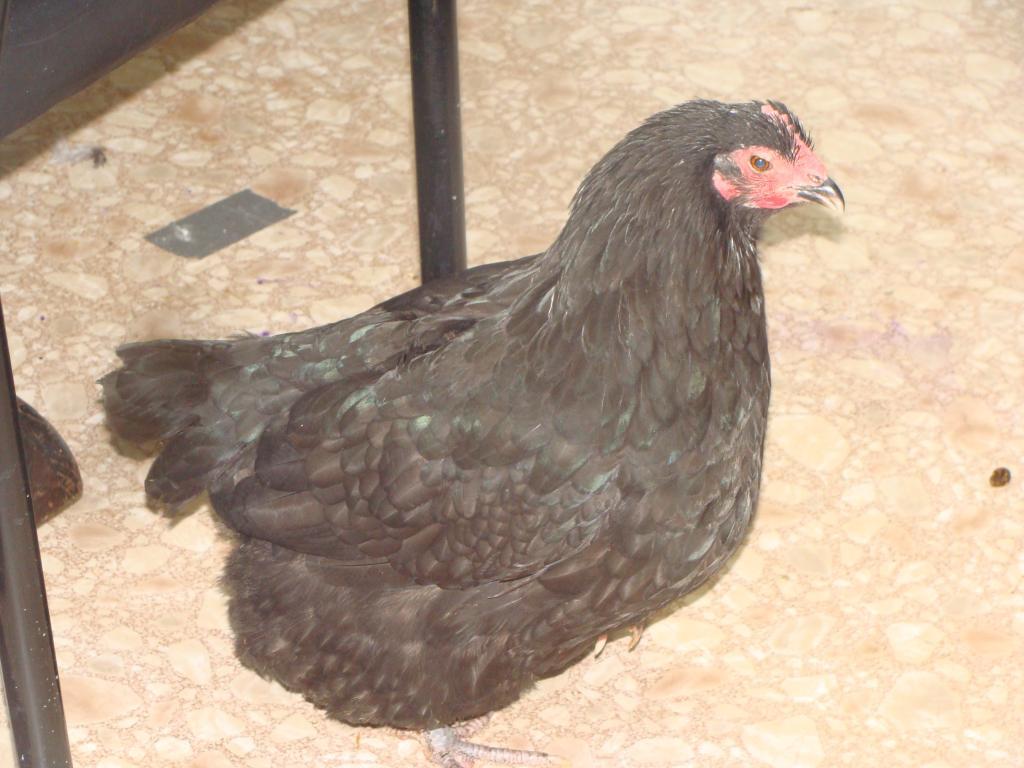 114729_chickens_008.jpg