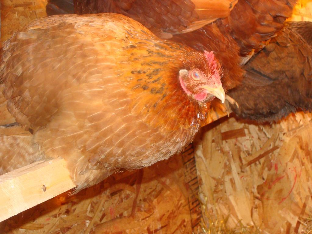 114729_chickens_and_new_coop_022.jpg