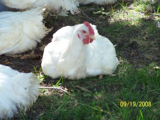 11513_chickens_003.jpg