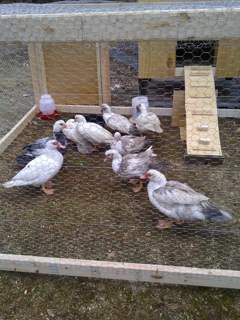 115141_ducks.jpg