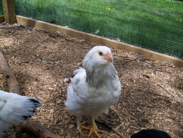 11521_100_3324.jpg