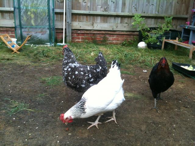 115507_chickens.jpg