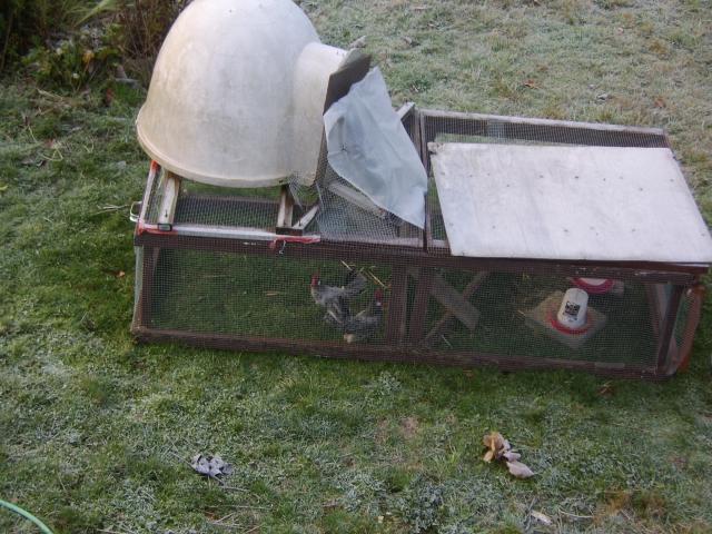 11550_dogloo_coop.jpg