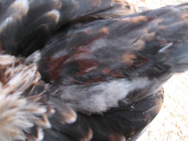 11567_post_2_017.jpg