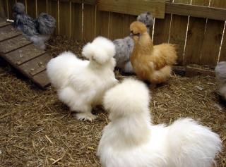 11582_chickens1.jpg