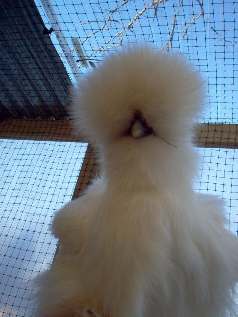 11582_chickens_097.jpg