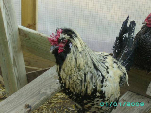 11587_polish_rooster.jpg