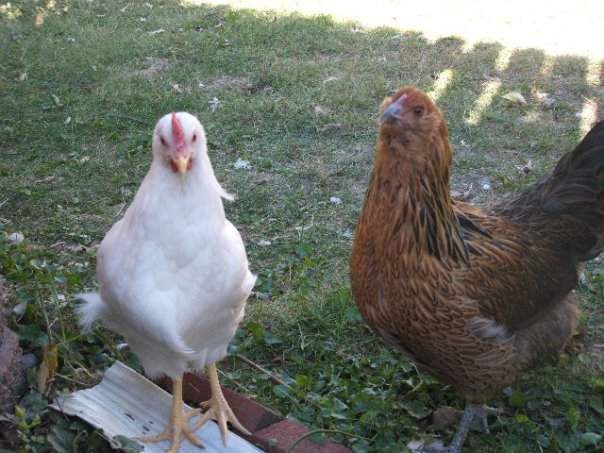 11591_pullets.jpg