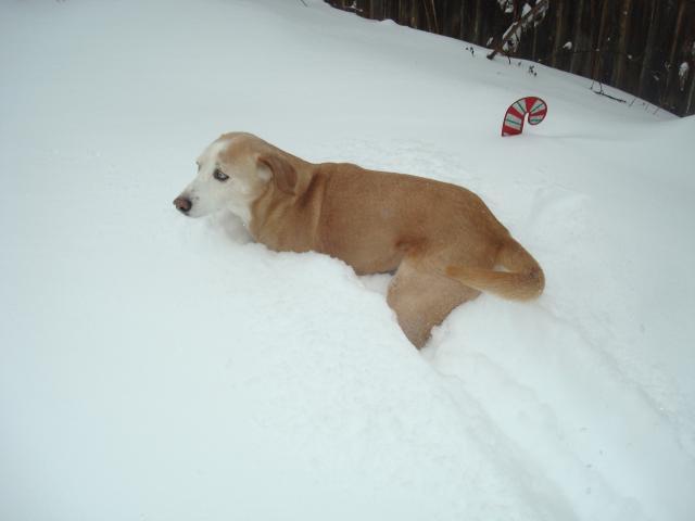 11594_blazesnow3.jpg
