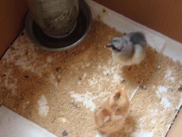 11594_chicks1.jpg