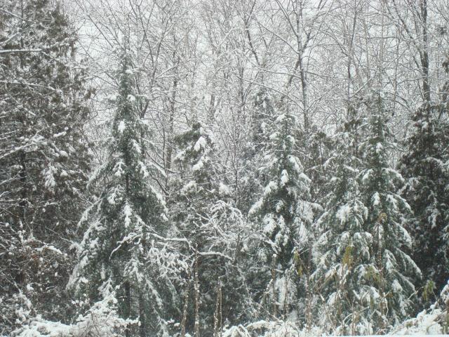 11594_snow1212.jpg