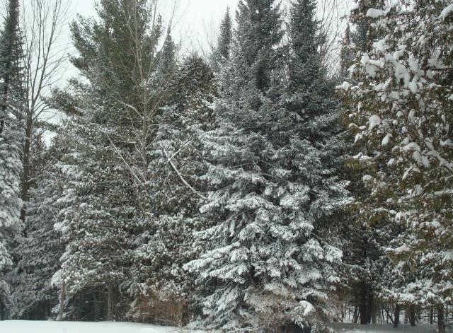 11594_snow2011.jpg