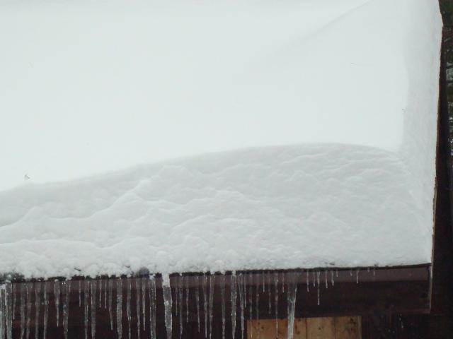 11594_snowg1.jpg
