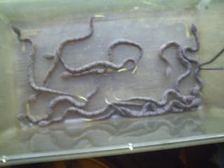 11624_baby_copperheads.jpg