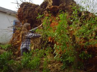 11624_dead_tap_root0.jpg