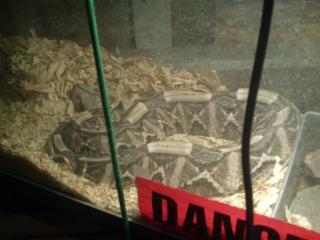 11624_gaboom_viper.jpg