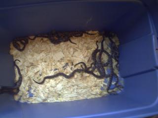 11624_new_baby_rattlers0.jpg