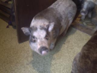11624_petunia_kills_rat0.jpg