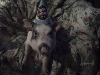11624_petunias_party_hat0.jpg