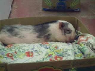 11624_pitunia_kicked_back0.jpg