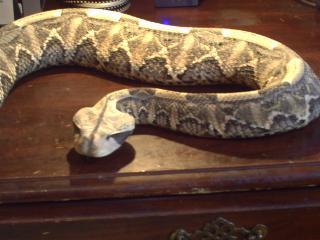 11624_snake_thread_1.jpg