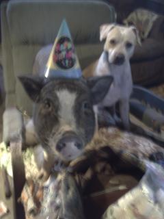 11624_stormys_party_hat0.jpg