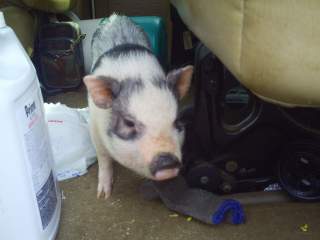11624_toots_in_van.jpg