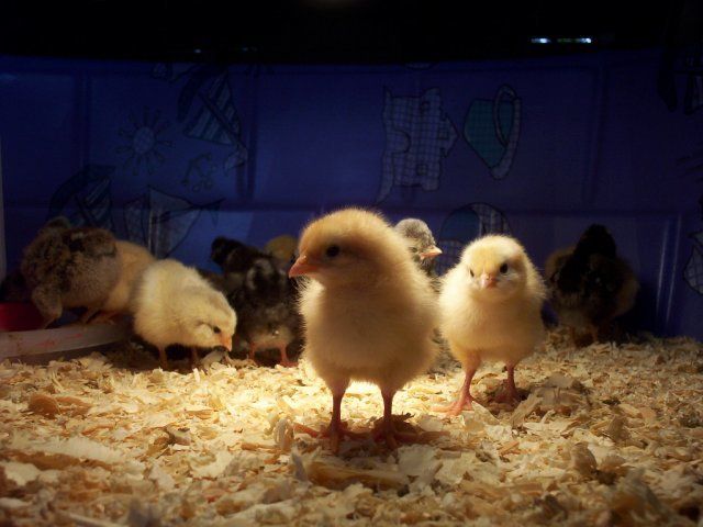 11641_chicken_house_015.jpg