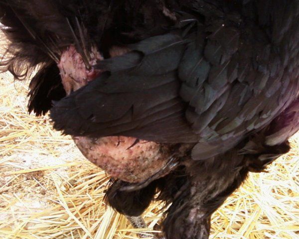 11713_pecked_pheobe.jpg