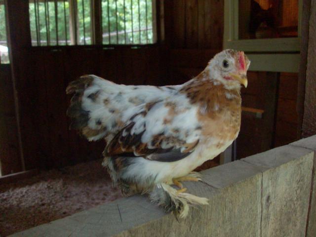 11721_chickens_028.jpg