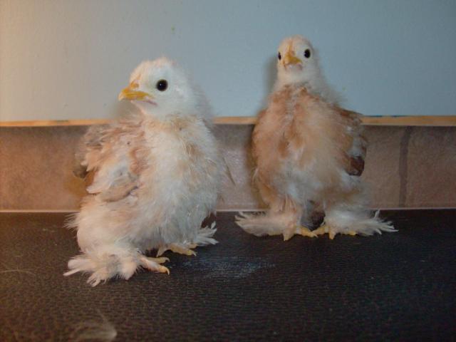 11721_chickens_feb_2011_005.jpg