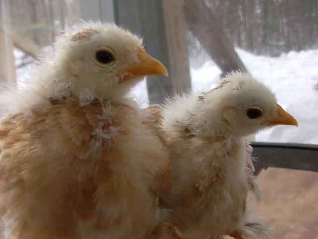 11721_chickens_feb_2011_031.jpg